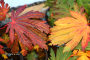 - Acer japonicum ‘Rising Sun’ Japanese Maple - Mr Maple │ Buy Japanese Maple Trees