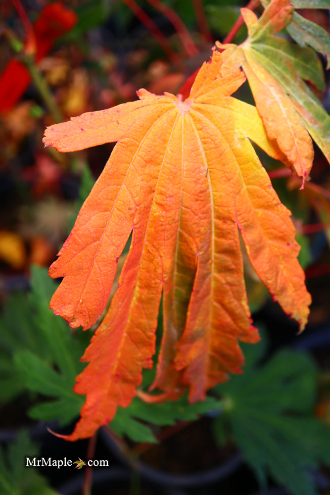 - Acer japonicum ‘Rising Sun’ Japanese Maple - Mr Maple │ Buy Japanese Maple Trees