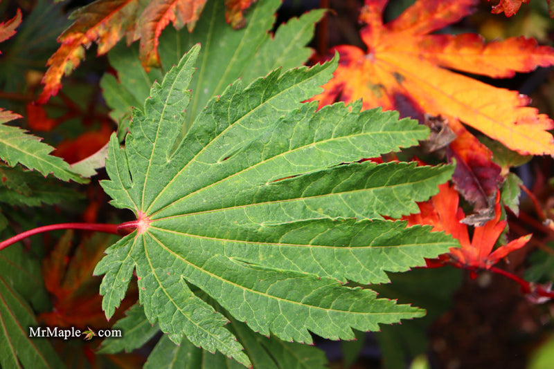 - Acer japonicum ‘Rising Sun’ Japanese Maple - Mr Maple │ Buy Japanese Maple Trees