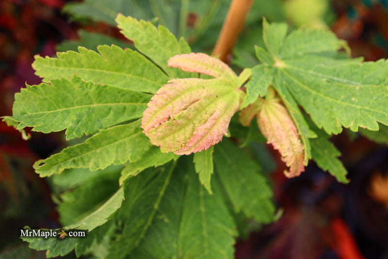 - Acer japonicum ‘Rising Sun’ Japanese Maple - Mr Maple │ Buy Japanese Maple Trees