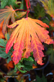 - Acer japonicum ‘Rising Sun’ Japanese Maple - Mr Maple │ Buy Japanese Maple Trees