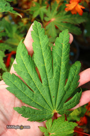 - Acer japonicum ‘Rising Sun’ Japanese Maple - Mr Maple │ Buy Japanese Maple Trees