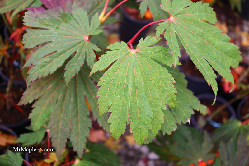 - Acer japonicum ‘Rising Sun’ Japanese Maple - Mr Maple │ Buy Japanese Maple Trees
