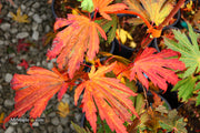 - Acer japonicum ‘Rising Sun’ Japanese Maple - Mr Maple │ Buy Japanese Maple Trees