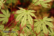 - Acer palmatum 'Phantom Flame' Japanese Maple - Mr Maple │ Buy Japanese Maple Trees