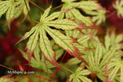 - Acer palmatum 'Phantom Flame' Japanese Maple - Mr Maple │ Buy Japanese Maple Trees