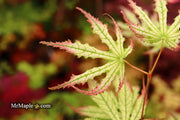 - Acer palmatum 'Phantom Flame' Japanese Maple - Mr Maple │ Buy Japanese Maple Trees