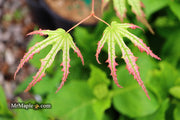 - Acer palmatum 'Phantom Flame' Japanese Maple - Mr Maple │ Buy Japanese Maple Trees