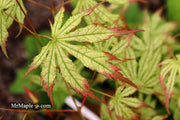 - Acer palmatum 'Phantom Flame' Japanese Maple - Mr Maple │ Buy Japanese Maple Trees