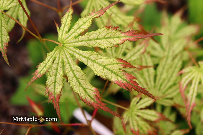 - Acer palmatum 'Phantom Flame' Japanese Maple - Mr Maple │ Buy Japanese Maple Trees