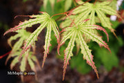 - Acer palmatum 'Phantom Flame' Japanese Maple - Mr Maple │ Buy Japanese Maple Trees
