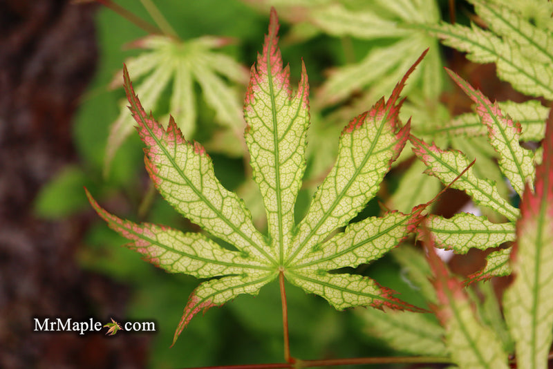 - Acer palmatum 'Phantom Flame' Japanese Maple - Mr Maple │ Buy Japanese Maple Trees