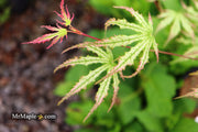 - Acer palmatum 'Phantom Flame' Japanese Maple - Mr Maple │ Buy Japanese Maple Trees