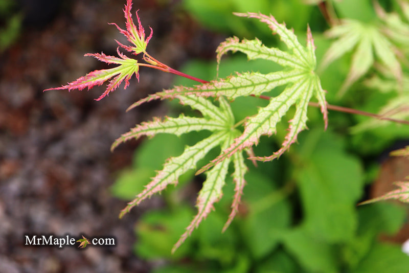 - Acer palmatum 'Phantom Flame' Japanese Maple - Mr Maple │ Buy Japanese Maple Trees