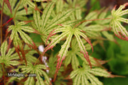 - Acer palmatum 'Phantom Flame' Japanese Maple - Mr Maple │ Buy Japanese Maple Trees