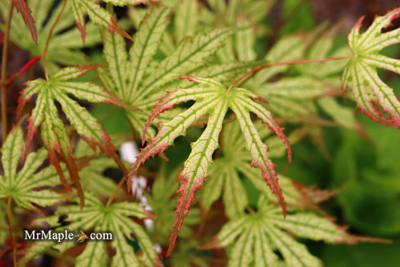 - Acer palmatum 'Phantom Flame' Japanese Maple - Mr Maple │ Buy Japanese Maple Trees