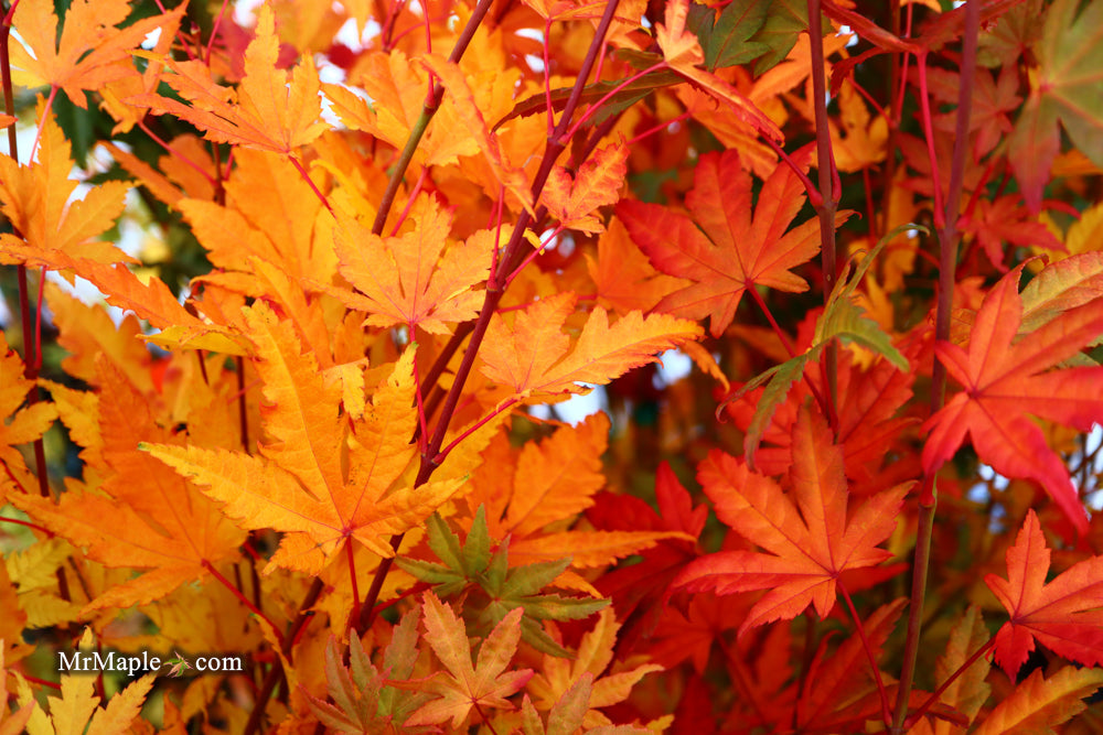 FOR PICKUP ONLY | Acer palmatum 'Yama nishiki' Snow Peak Japanese Maple | DOES NOT SHIP