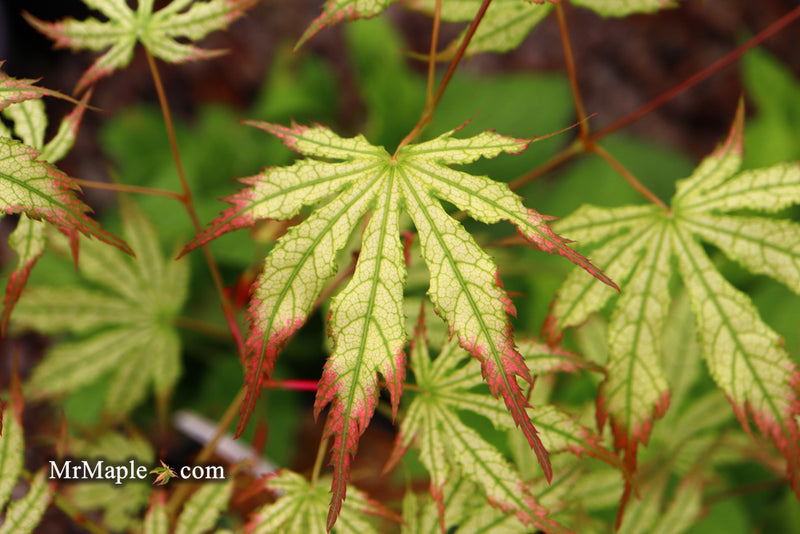 - Acer palmatum 'Phantom Flame' Japanese Maple - Mr Maple │ Buy Japanese Maple Trees
