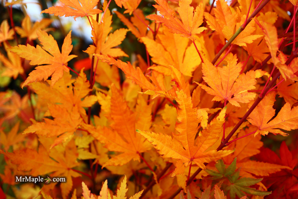 Acer palmatum 'Yama nishiki' Snow Peak Japanese Maple