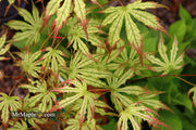 - Acer palmatum 'Phantom Flame' Japanese Maple - Mr Maple │ Buy Japanese Maple Trees