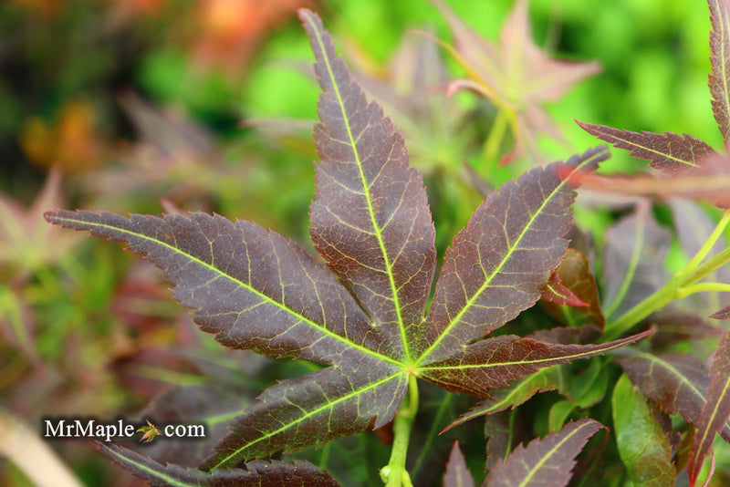 - Acer palmatum 'Kurenai jishi' Red Lion Japanese Maple - Mr Maple │ Buy Japanese Maple Trees