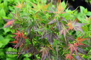 - Acer palmatum 'Kurenai jishi' Red Lion Japanese Maple - Mr Maple │ Buy Japanese Maple Trees