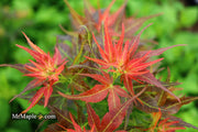 - Acer palmatum 'Kurenai jishi' Red Lion Japanese Maple - Mr Maple │ Buy Japanese Maple Trees