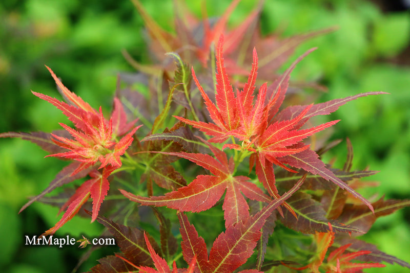 - Acer palmatum 'Kurenai jishi' Red Lion Japanese Maple - Mr Maple │ Buy Japanese Maple Trees