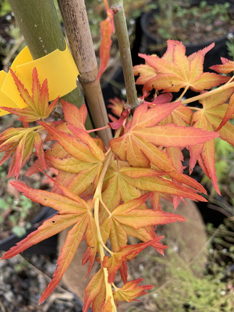 - Acer palmatum 'Golden Falls' Weeping Golden Japanese Maple - Mr Maple │ Buy Japanese Maple Trees