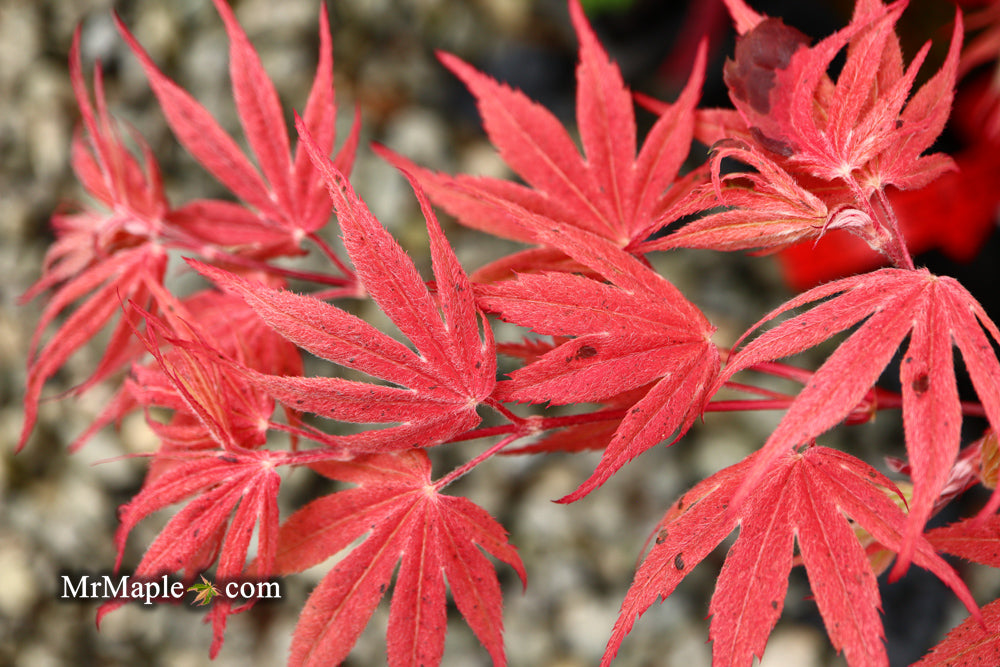 Acer palmatum ‘Geisha’ Pink Japanese Maple