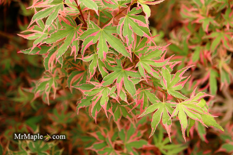 - Acer palmatum 'Beni shichihenge' Pink Variegated Japanese Maple - Mr Maple │ Buy Japanese Maple Trees