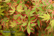 - Acer palmatum 'Beni shichihenge' Pink Variegated Japanese Maple - Mr Maple │ Buy Japanese Maple Trees