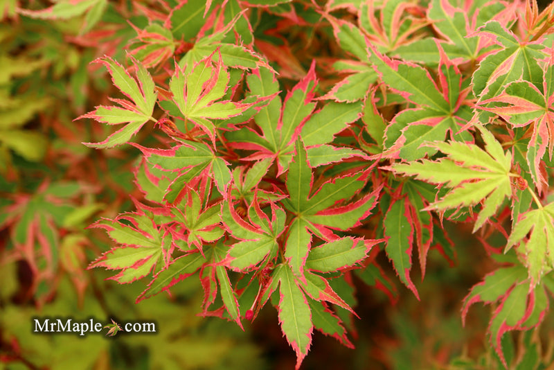 - Acer palmatum 'Beni shichihenge' Pink Variegated Japanese Maple - Mr Maple │ Buy Japanese Maple Trees