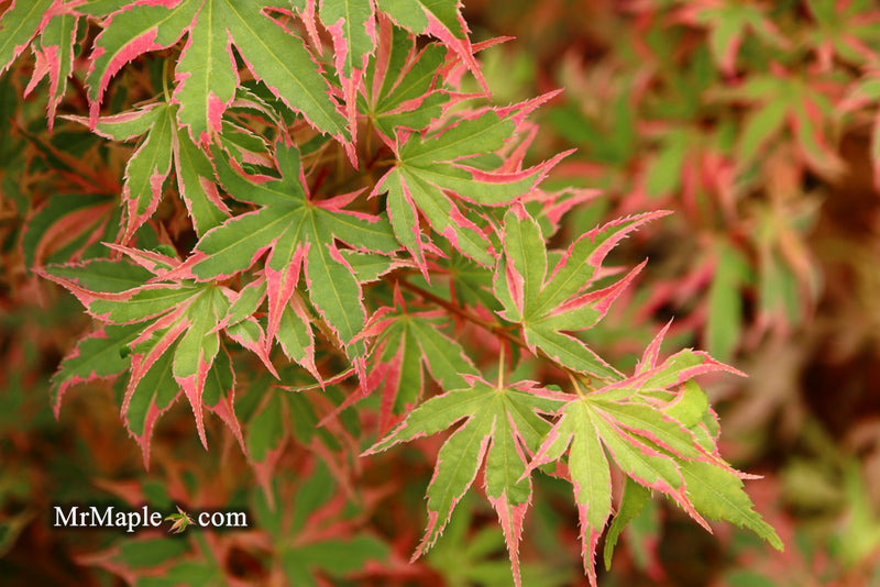 - Acer palmatum 'Beni shichihenge' Pink Variegated Japanese Maple - Mr Maple │ Buy Japanese Maple Trees