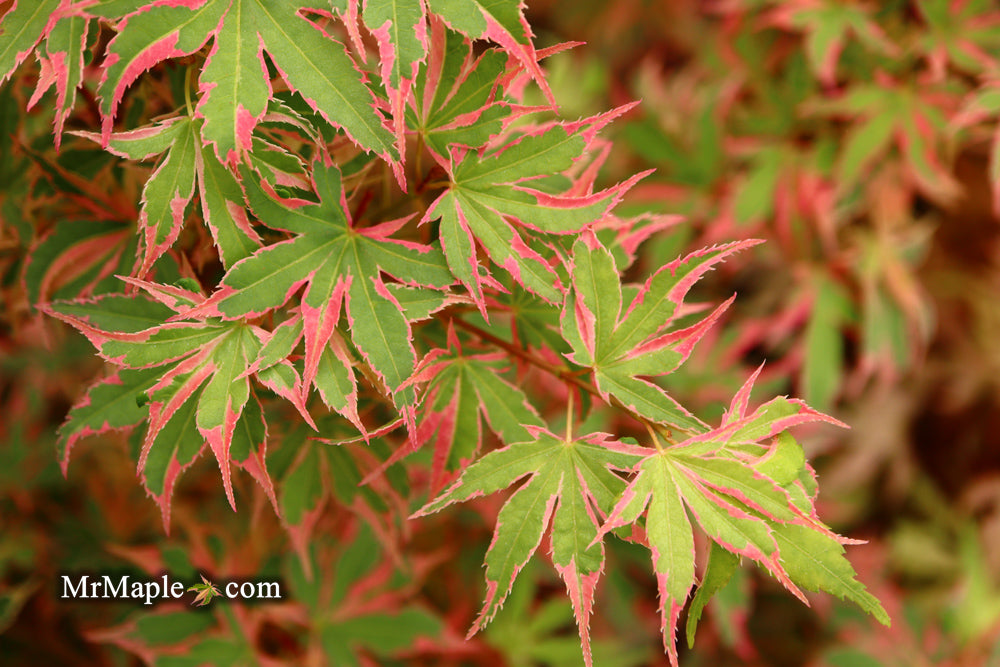 Acer palmatum 'Beni shichihenge' Pink Variegated Japanese Maple