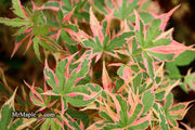 - Acer palmatum 'Beni shichihenge' Pink Variegated Japanese Maple - Mr Maple │ Buy Japanese Maple Trees