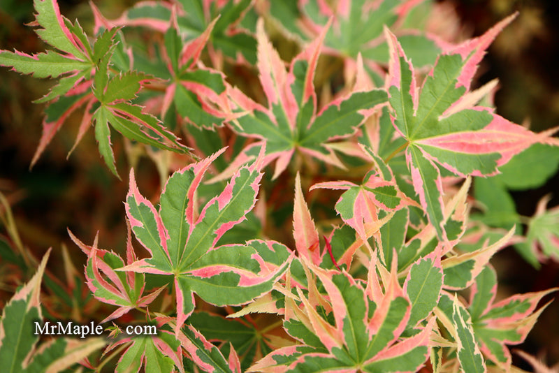 - Acer palmatum 'Beni shichihenge' Pink Variegated Japanese Maple - Mr Maple │ Buy Japanese Maple Trees
