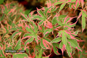 - Acer palmatum 'Beni shichihenge' Pink Variegated Japanese Maple - Mr Maple │ Buy Japanese Maple Trees