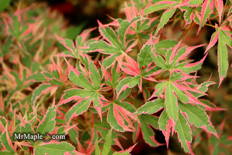 - Acer palmatum 'Beni shichihenge' Pink Variegated Japanese Maple - Mr Maple │ Buy Japanese Maple Trees