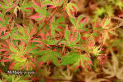 - Acer palmatum 'Beni shichihenge' Pink Variegated Japanese Maple - Mr Maple │ Buy Japanese Maple Trees