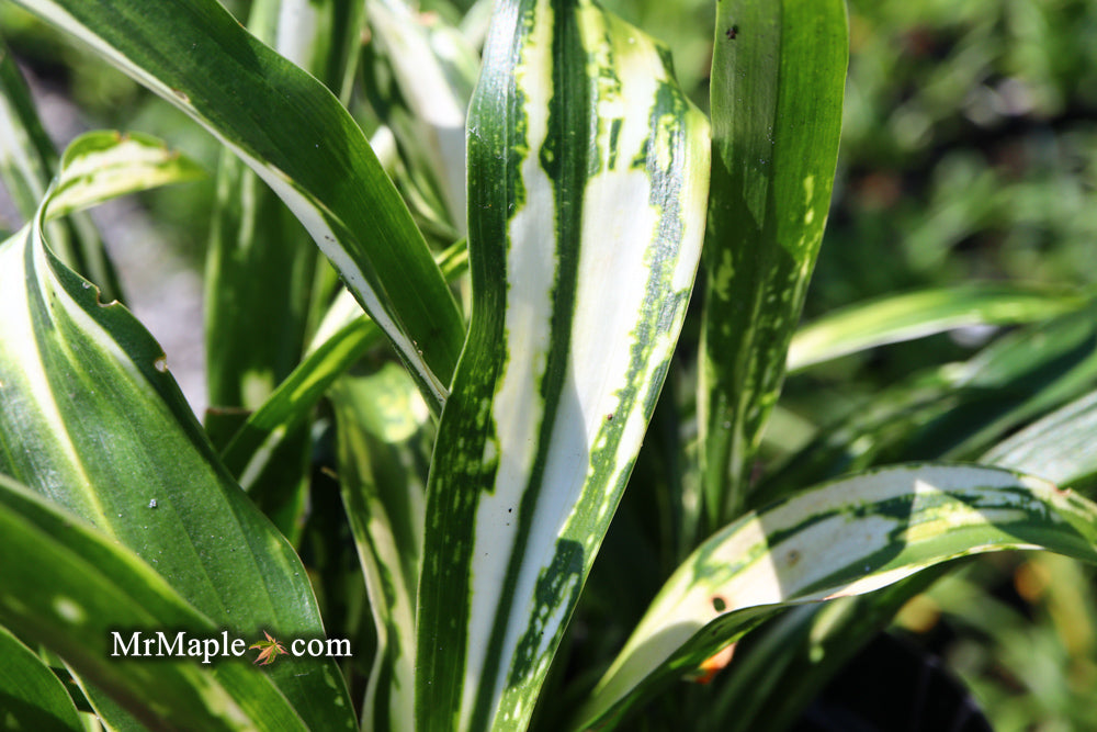 Rohdea japonica 'Shiro botan' Variegated Omoto Sacred Lily