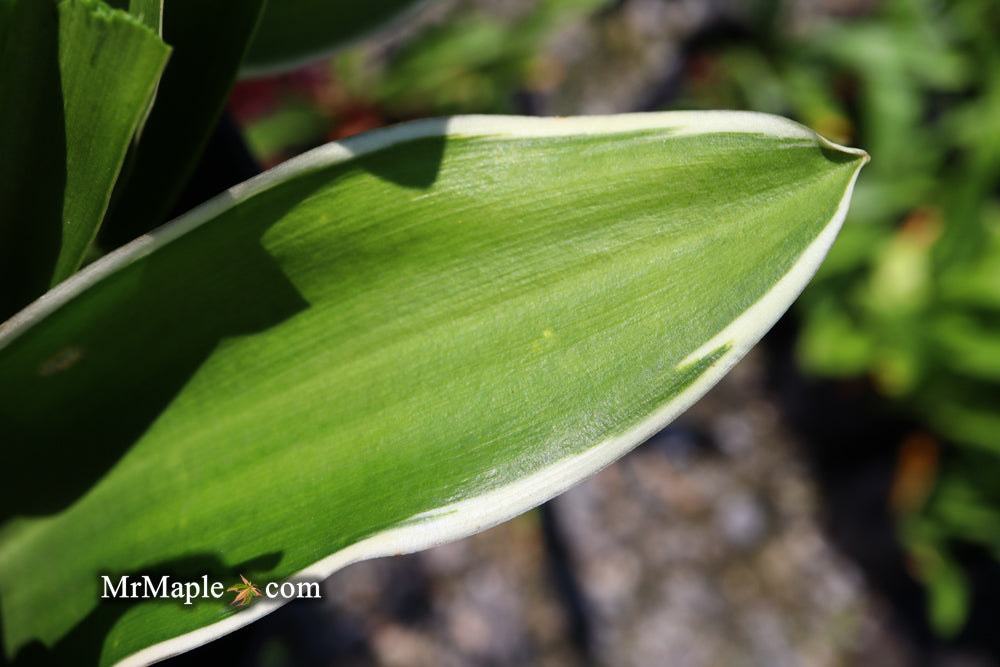 Rohdea japonica 'Miyako no jo' Omoto Sacred Lily