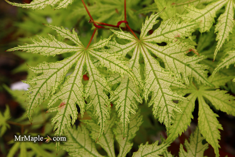 - Acer palmatum 'Grandma Ghost' Japanese Maple - Mr Maple │ Buy Japanese Maple Trees