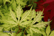 - Acer palmatum 'Grandma Ghost' Japanese Maple - Mr Maple │ Buy Japanese Maple Trees