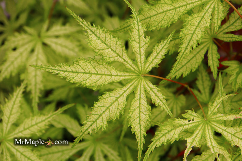 - Acer palmatum 'Grandma Ghost' Japanese Maple - Mr Maple │ Buy Japanese Maple Trees