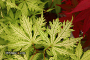 - Acer palmatum 'Grandma Ghost' Japanese Maple - Mr Maple │ Buy Japanese Maple Trees