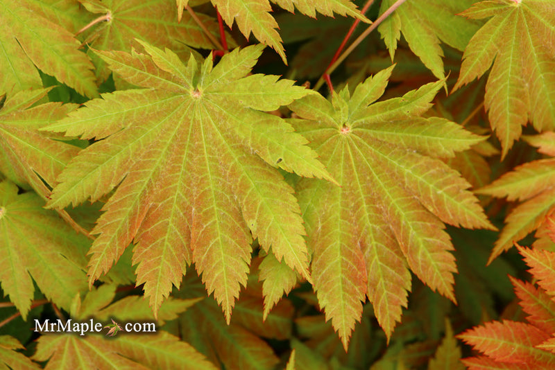 - Acer japonicum 'Vitifolium' Large Leaf Full Moon Japanese Maple - Mr Maple │ Buy Japanese Maple Trees