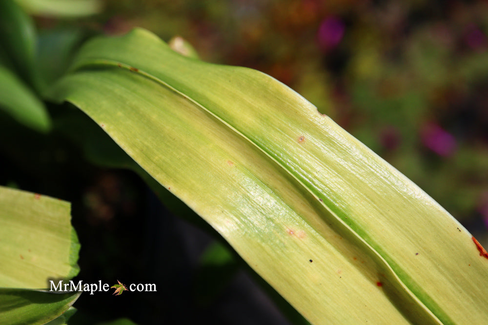 Rohdea japonica 'Suncrest' Omoto Sacred Lily