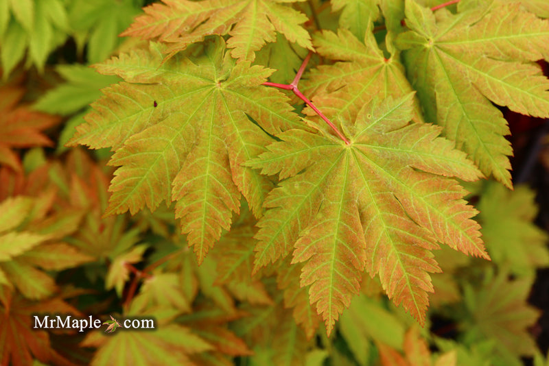 - Acer japonicum 'Vitifolium' Large Leaf Full Moon Japanese Maple - Mr Maple │ Buy Japanese Maple Trees