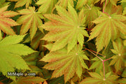 - Acer japonicum 'Vitifolium' Large Leaf Full Moon Japanese Maple - Mr Maple │ Buy Japanese Maple Trees
